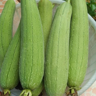 Thời vụ trồng mướp ở miền bắc Thời vụ trồng mướp ở miền bắc