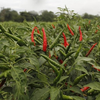 Thời vụ trồng ớt miền bắc?