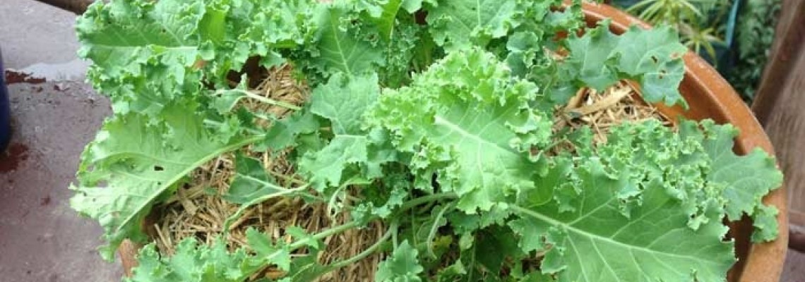 Thời vụ trồng cải xoăn Kale và nên gieo cải xoăn kale vào tháng nào? Thời vụ trồng cải xoăn Kale và nên gieo cải xoăn kale vào tháng nào?
