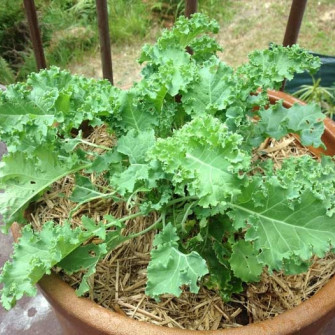 Thời vụ trồng cải xoăn Kale và nên gieo cải xoăn kale vào tháng nào?