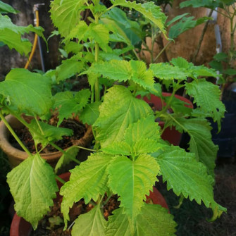 Tía tô bộ phận dùng và công dụng Tía tô bộ phận dùng và công dụng