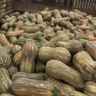 Trồng bí đỏ vào tháng mấy cho năng suất cao?