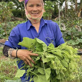 Trồng bí lấy ngọn làm giàu thu nhập cả chục triệu đồng Trồng bí lấy ngọn làm giàu thu nhập cả chục triệu đồng