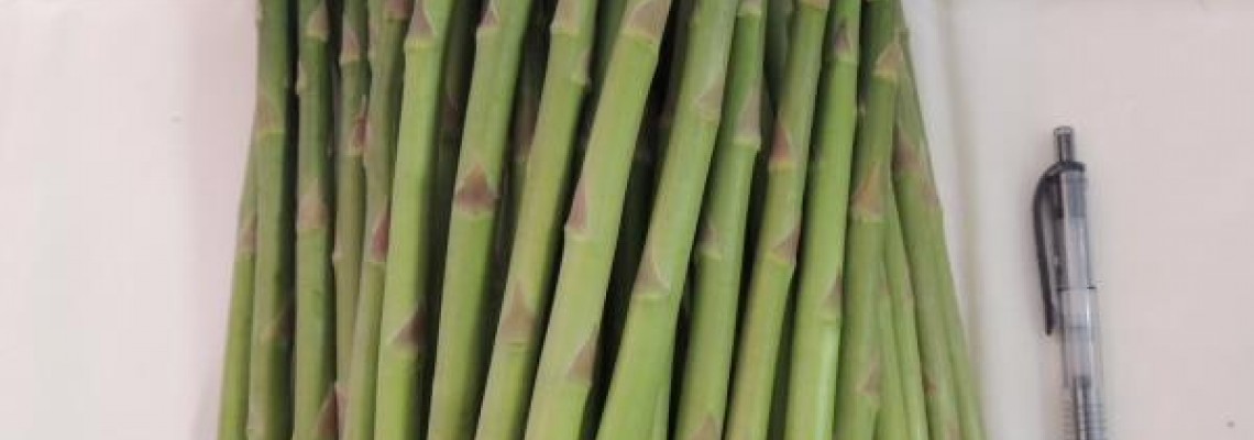Trồng măng tây bao lâu thu hoạch Trồng măng tây bao lâu thu hoạch
