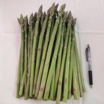 Trồng măng tây bao lâu thu hoạch