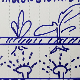 Trồng rau khí canh hữu cơ