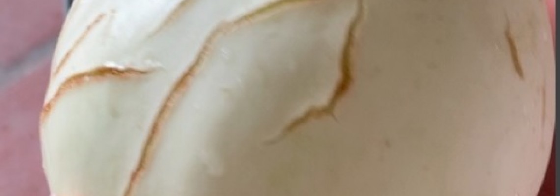 Vì sao dưa lê bị nứt quả và cách khắc phục Vì sao dưa lê bị nứt quả và cách khắc phục