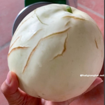 Vì sao dưa lê bị nứt quả và cách khắc phục