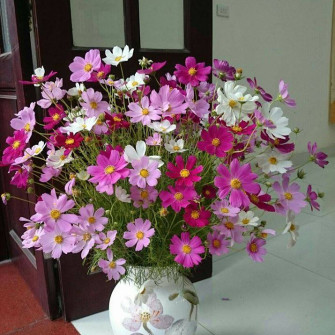 Ý nghĩa hoa cánh bướm(Sao nháy) Ý nghĩa hoa cánh bướm(Sao nháy)