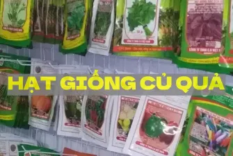 Hạt giống củ quả
