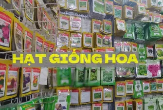 Hạt giống hoa