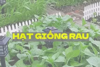 Hạt giống rau