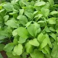 hạt giống rau cải