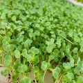 Hạt giống rau mầm