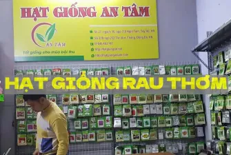Hạt giống rau thơm