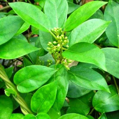 Hạt giống dây thìa canh