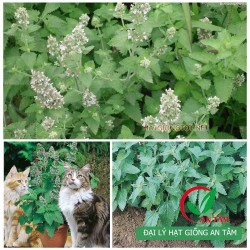 Hạt giống bạc hà mèo Catnip Hạt giống bạc hà mèo Catnip