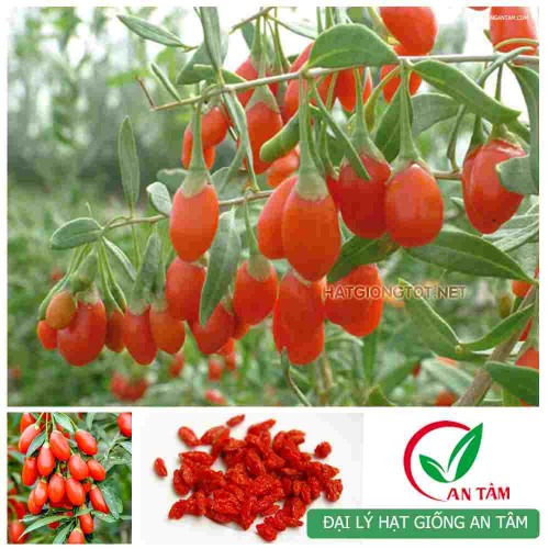 Hạt giống câu kỷ tử