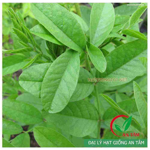Hạt giống cây cam thảo bắc