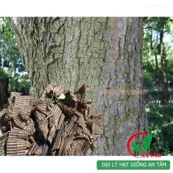 Hạt giống cây đỗ trọng Hạt giống cây đỗ trọng