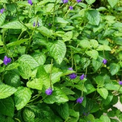 Hạt giống cây đuôi chuột(mạch lạc) Hạt giống cây đuôi chuột(mạch lạc)