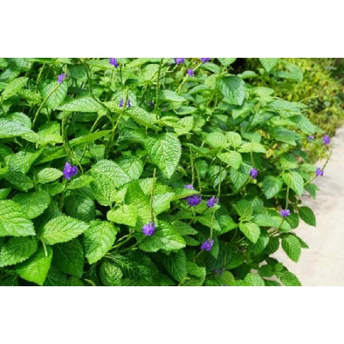 Hạt giống cây đuôi chuột(mạch lạc)
