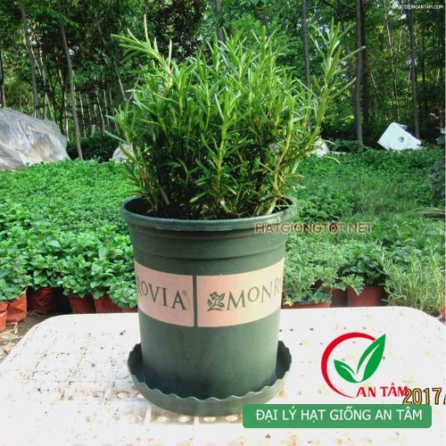 Hạt giống cây hương thảo