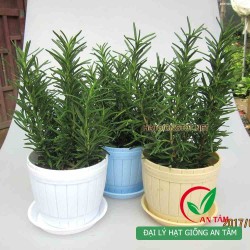 Hạt giống cây hương thảo Hạt giống cây hương thảo