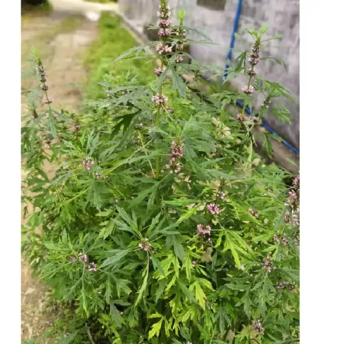 hạt giống ích mẫu