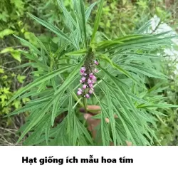 Hạt giống ích mẫu
