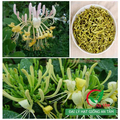 Hạt giống cây kim ngân hoa