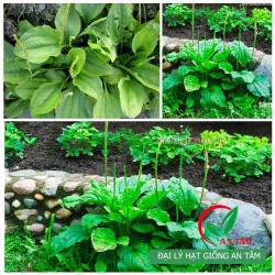 Hạt giống cây mã đề Hạt giống cây mã đề