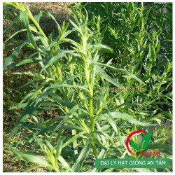 Hạt giống cây ngải Giấm - Tarragon Hạt giống cây ngải Giấm - Tarragon