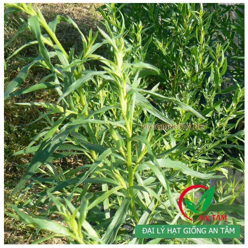 Hạt giống cây ngải Giấm - Tarragon