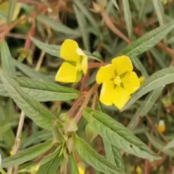 Hạt giống cây rau mương đất Hạt giống cây rau mương đất