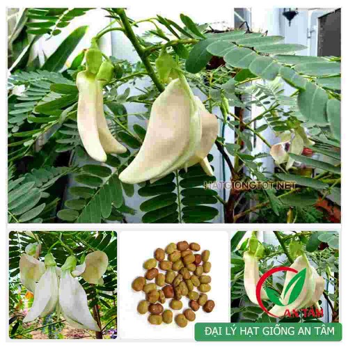 Hạt giống cây so đũa