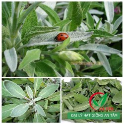 Hạt giống cây xô thơm (Sage) Hạt giống cây xô thơm (Sage)