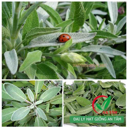 Hạt giống cây xô thơm (Sage)