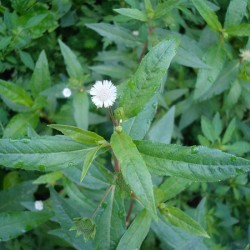 Hạt giống cây cỏ mực(nhọ nồi) Hạt giống cây cỏ mực(nhọ nồi)