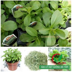 Hạt giống cỏ ngọt Hạt giống cỏ ngọt