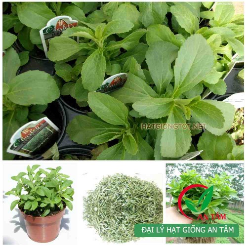 Hạt giống cỏ ngọt