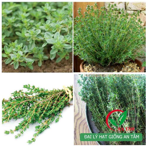 Hạt giống cỏ xạ hương (Thyme)