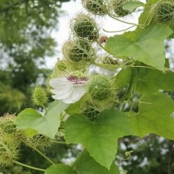 Hạt giống lạc tiên Hạt giống lạc tiên