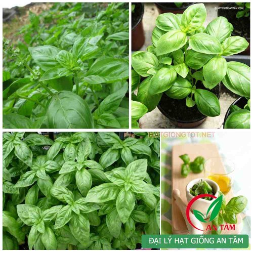 Hạt giống basil (Húng tây ngọt)
