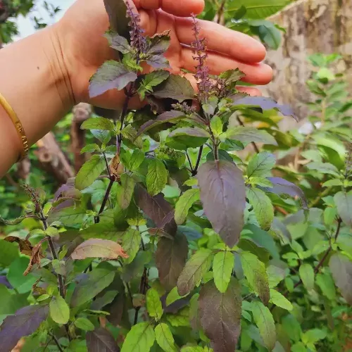 hạt giống hương nhu tía