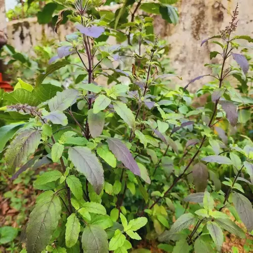 hạt giống hương nhu tía