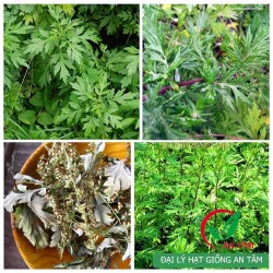 Hạt giống ngải cứu Hạt giống ngải cứu