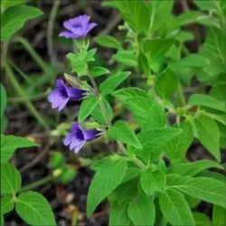 Hạt giống nhân trần Hạt giống nhân trần