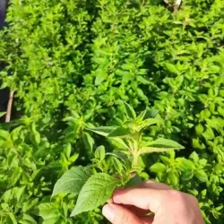 Hạt giống nhân trần Hạt giống nhân trần