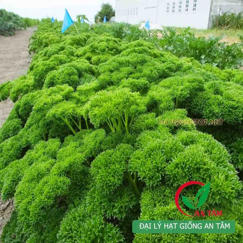 Hạt giống rau mùi tây(ngò tây)